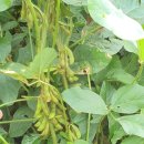 두란농장 이미지