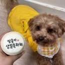 꼬미네까까 | 수원 영통 강아지 생일상 케이크 꼬미네까까 애견 수제간식