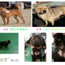 바우 이미지
