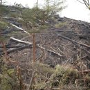 굿피플, 강원도 산불 피해 지역에 나무 심는다 이미지