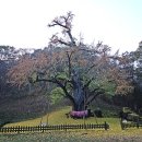 보석사   은행나무 이미지