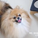 염똥이네 수제간식 이미지