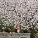 고운뜰길 | 광주 근교 벚꽃명소, 나주 한수제, 태평사 벚꽃길 나들이 후기