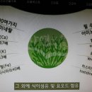 함초가루 효능 - 몸에 좋은 함초가루의 효능(함초가루 효과) 이미지