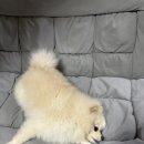 바로메디 | 강아지 관절 영양제 전문 브랜드 메디퍼피에서 출시한 메디퍼피 엑티브 M 급여 후기