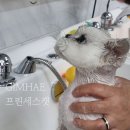 프린세스 캣 이미지