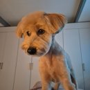 젤리펫살롱 with 아로마 | 배곧강아지미용 추천 젤리펫살롱with아로마 오늘 미용도 성공적🫶🏻✨️