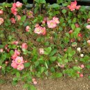 아담농장 이미지