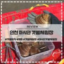 마시안갯벌체험장 | 인천 마시안 갯벌체험장 리뉴얼 체험시간 장비 주차