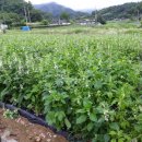 평팔농장 이미지