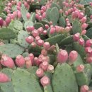 이성규농장 이미지