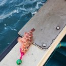 오이시타코 이미지