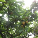 유빈농장 이미지