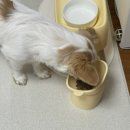 퍼피베이크 이미지