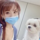 우리애동물병원 | 인천논현동속눈썹연장/반영구 샤르망뷰티 마스코트 아토의 중성화수술 후기 (인천논현동동물병원추천)