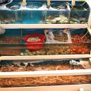 참곰장어 이미지