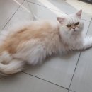 금쪽같은 내새끼 동물병원 이미지