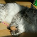 레오그루밍 이미지