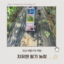 둔일농장 | 화성 애플수박 체험 추천! 치유앤 딸기농장 솔직 후기