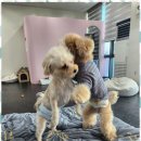 배곧유치원 이미지