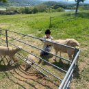 태경목장 이미지