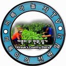 올해는 배추값이 비싸대요.춤추는 배추인형 이미지