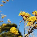 정촌가요특구 이미지