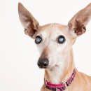 이:은동물병원 이미지