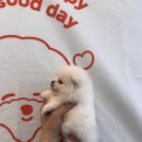 펫 중개소 이미지