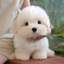 밀양동물메디컬센터 | 밀양강아지분양 미유펫 전문샵을 선호하는 이유