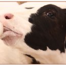 태인목장 이미지