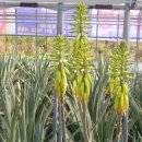 연곡농장 이미지