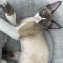 딩글딩글고양이 이미지