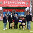 한국진도견협회