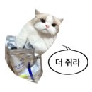 오핑하우스