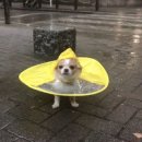 보고 발관리