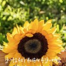 뷰티송 | [12기 복복장자 뷰티송 과일 단식 후기] 해피손님과 함께 하는 슬기로운 건강 생활