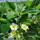 천창일농장 | 딸기 10월 전략 화방이 나오고 꽃이필때 온전히팜