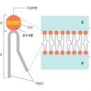 미생물 세포막과 인지질 이미지