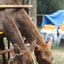 사슴농장 이미지