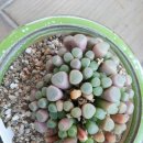 운선농장 이미지