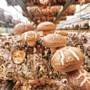 성보농원 이미지