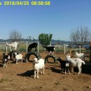 인종농장 이미지