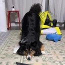 노나먹개 이미지