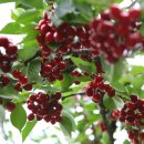 경주 체리 이미지