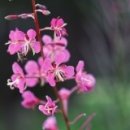 으뜸농원 이미지