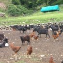 북배산흑염소농장 이미지