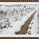 태백농장 이미지