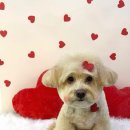 멍멍이 미용실 이미지