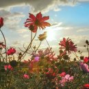 신디농장 이미지